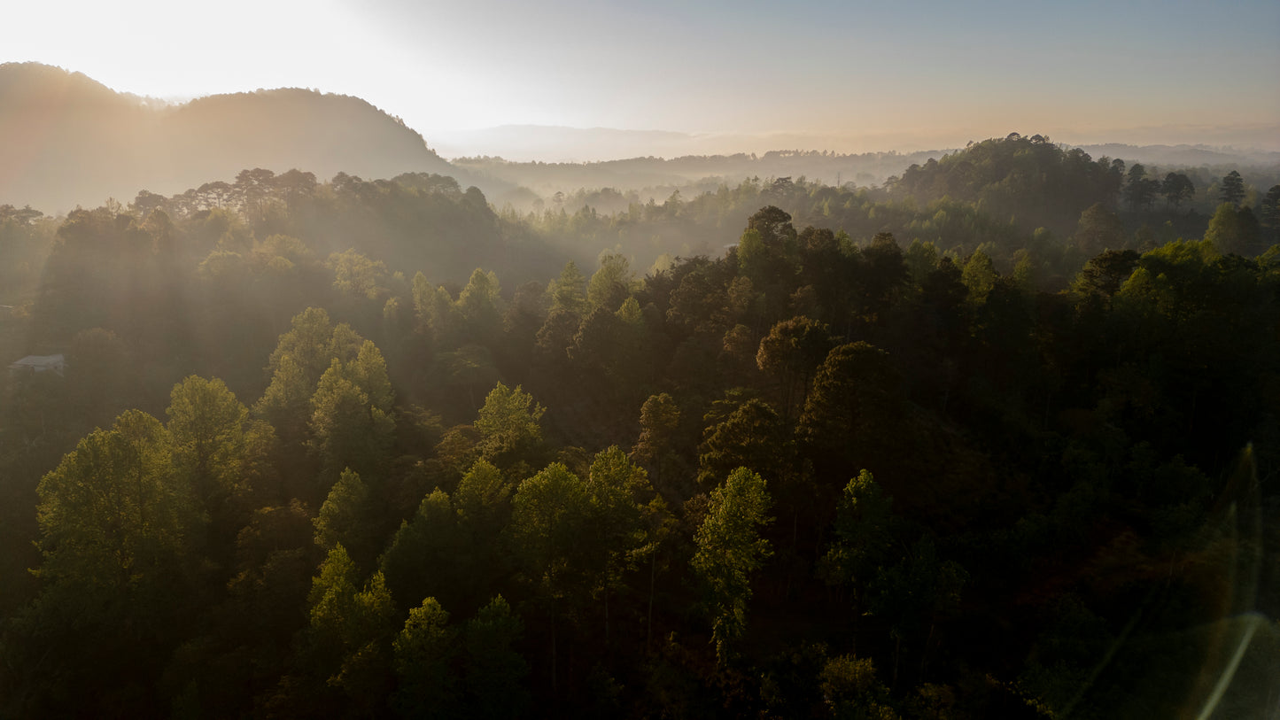 ホンジュラス エルプエンテ農園 ゲイシャ【浅煎り】