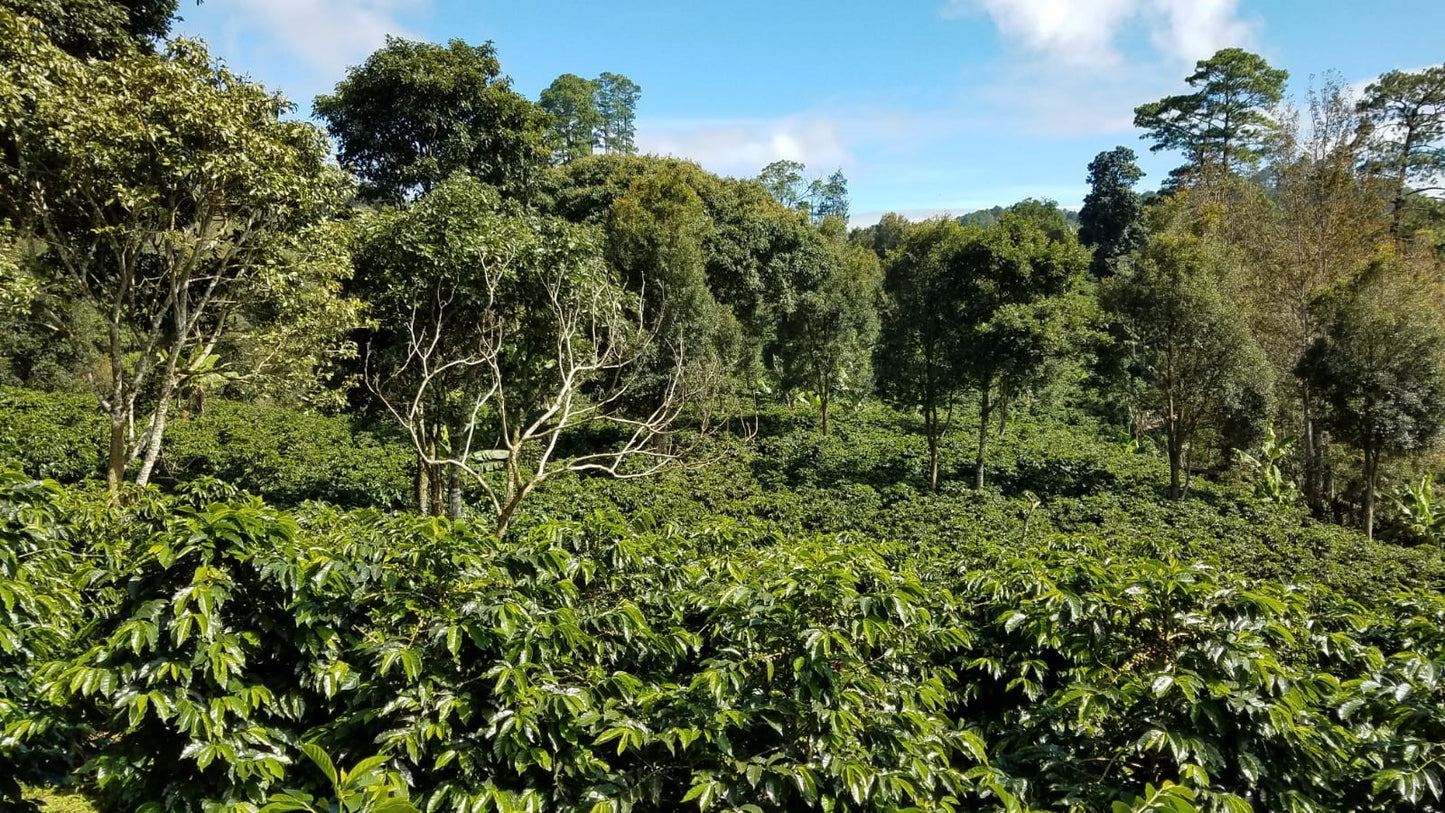ホンジュラス モゴラ農園 パカマラ【 浅煎り】
