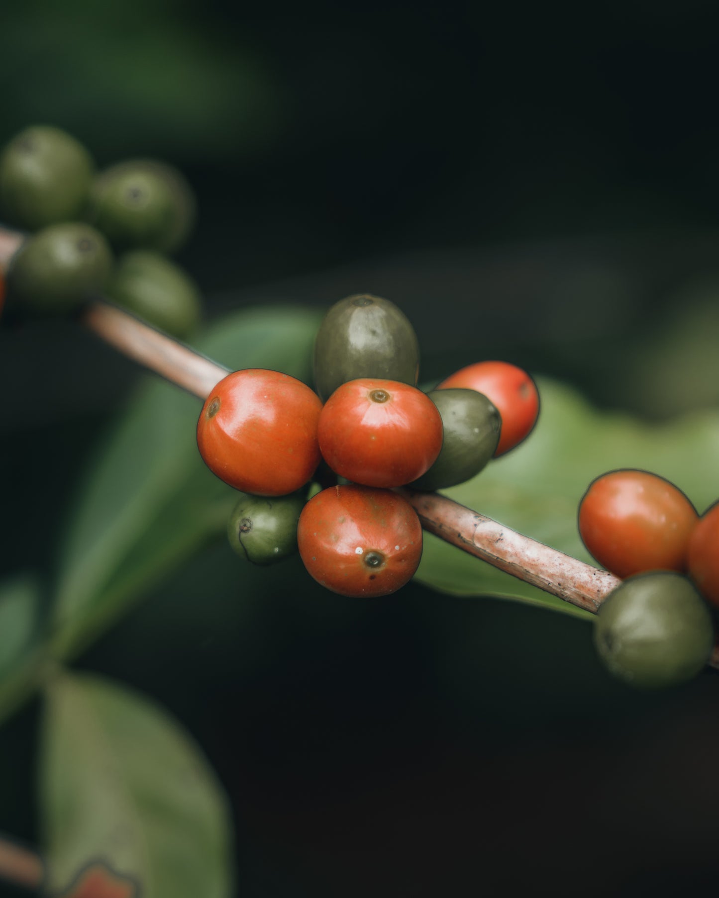 コロンビア アロマナティーボ ・ピンクブルボン ダブルアナエロビック ハニー【浅煎り】