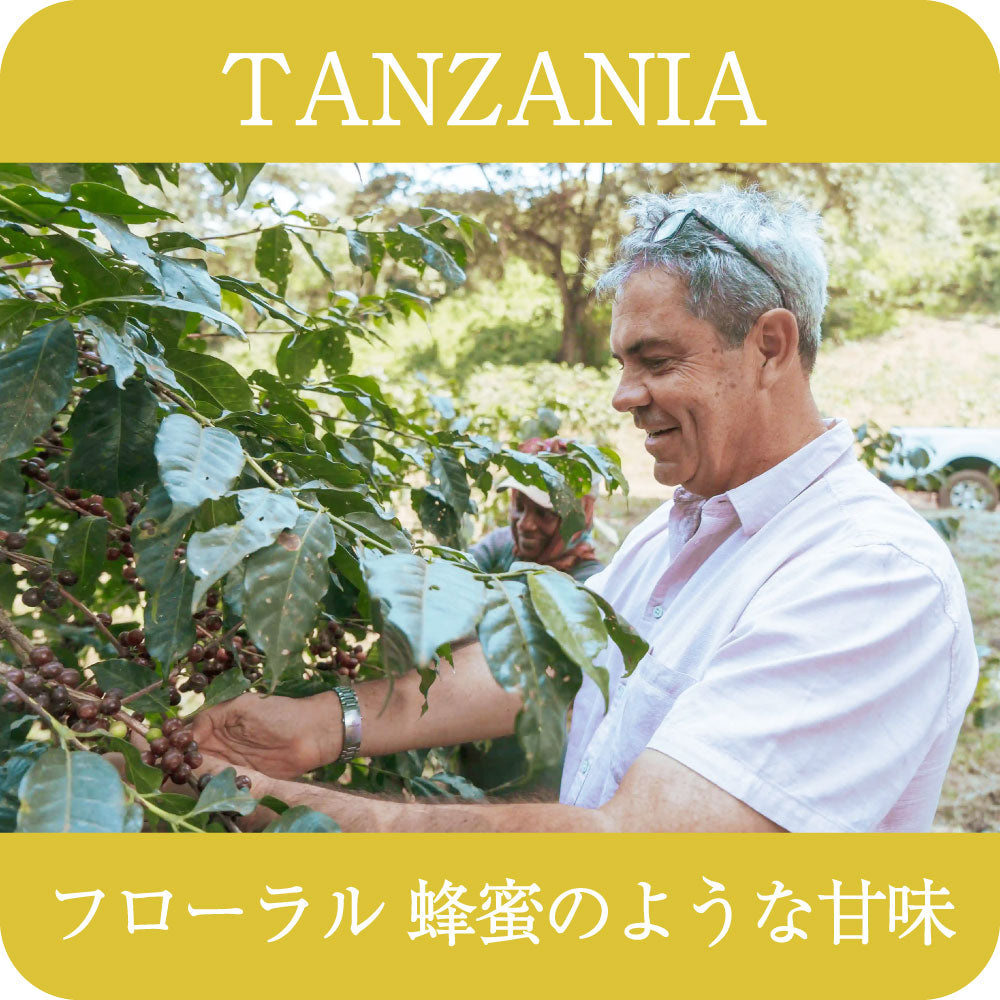 タンザニア アカシアヒルズ ゲイシャ【浅煎り】
