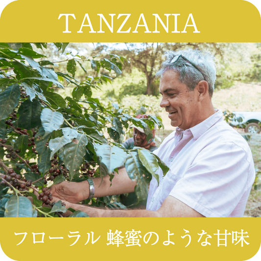 タンザニア アカシアヒルズ ゲイシャ【浅煎り】
