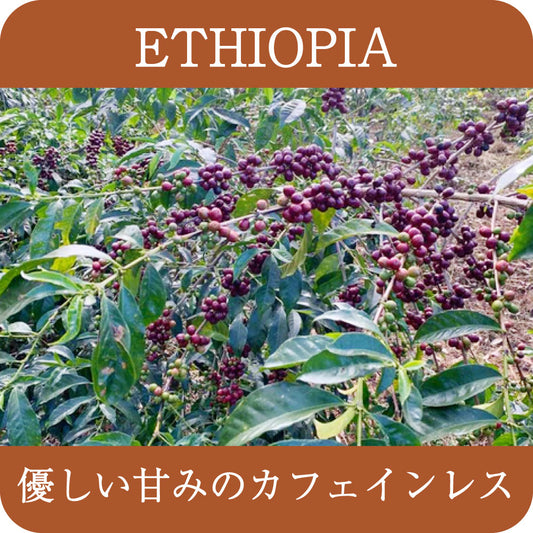 〈デカフェ〉 エチオピア グジ ハンベラ ナチュラル 【中深煎り 】
