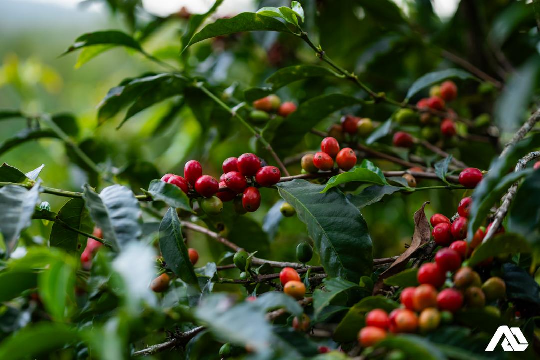 タミル・タデッセ ALO ホワイトハニー 【 浅煎り】