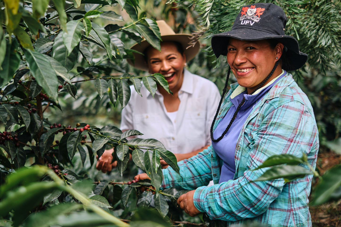 ホンジュラス 　エルプエンテ農園 ゲイシャ【浅煎り】