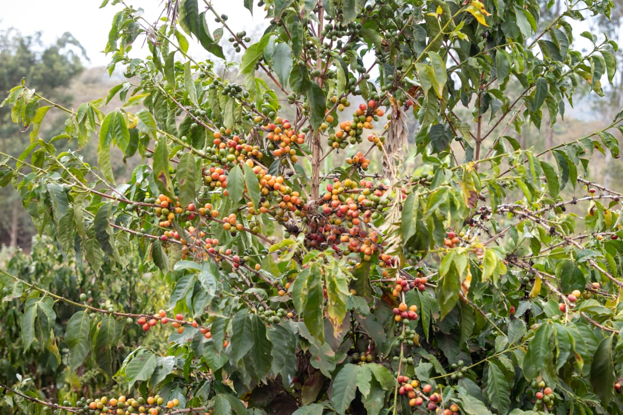 ケニア   カヒライニ アナエロビック ナチュラル【 浅煎り】