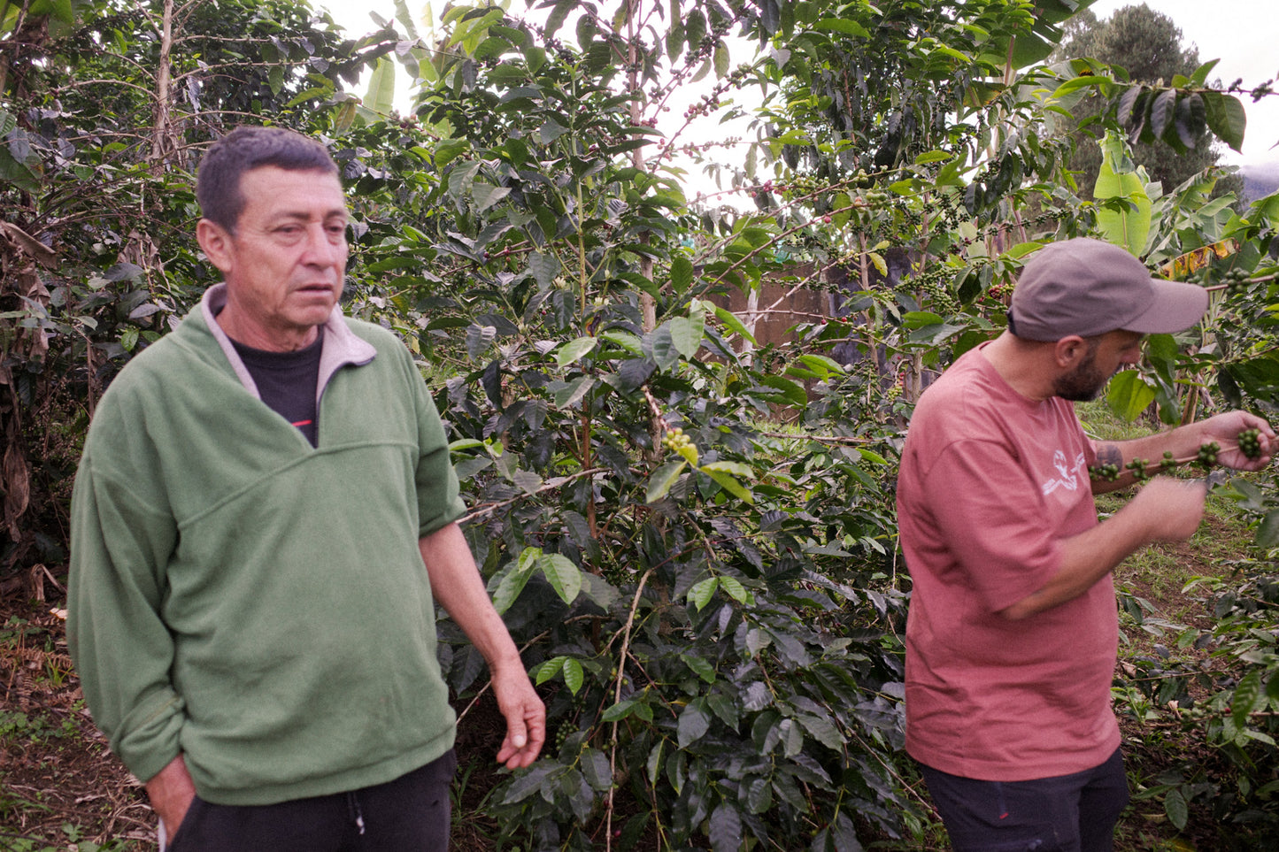 コロンビア アロマナティーボ ・ピンクブルボン ダブルアナエロビック ハニー【浅煎り】