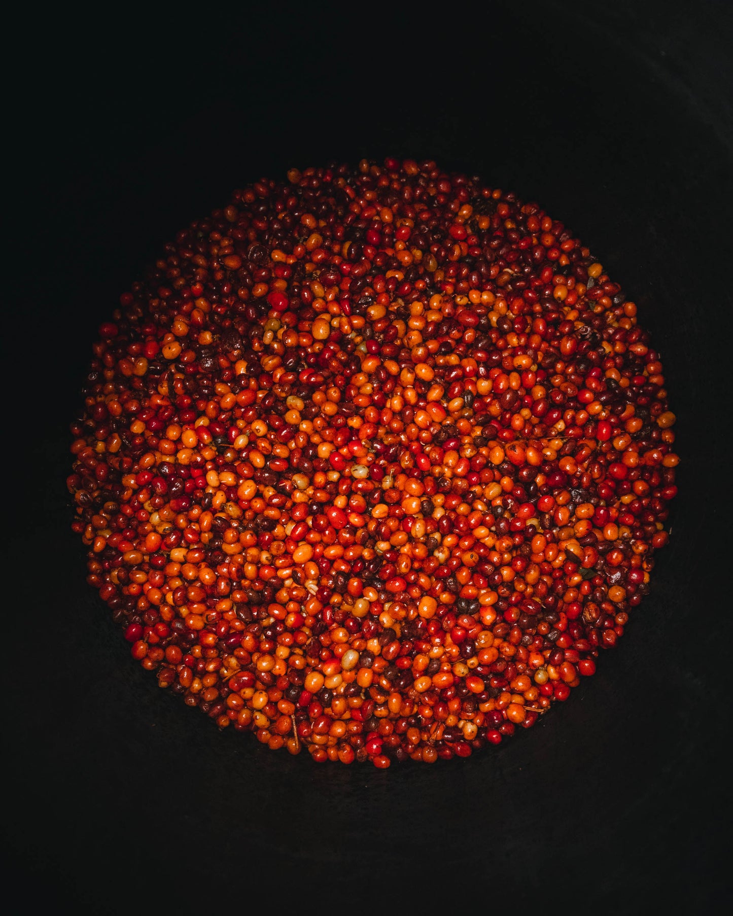 コロンビア アロマナティーボ ・ピンクブルボン ダブルアナエロビック ハニー【浅煎り】