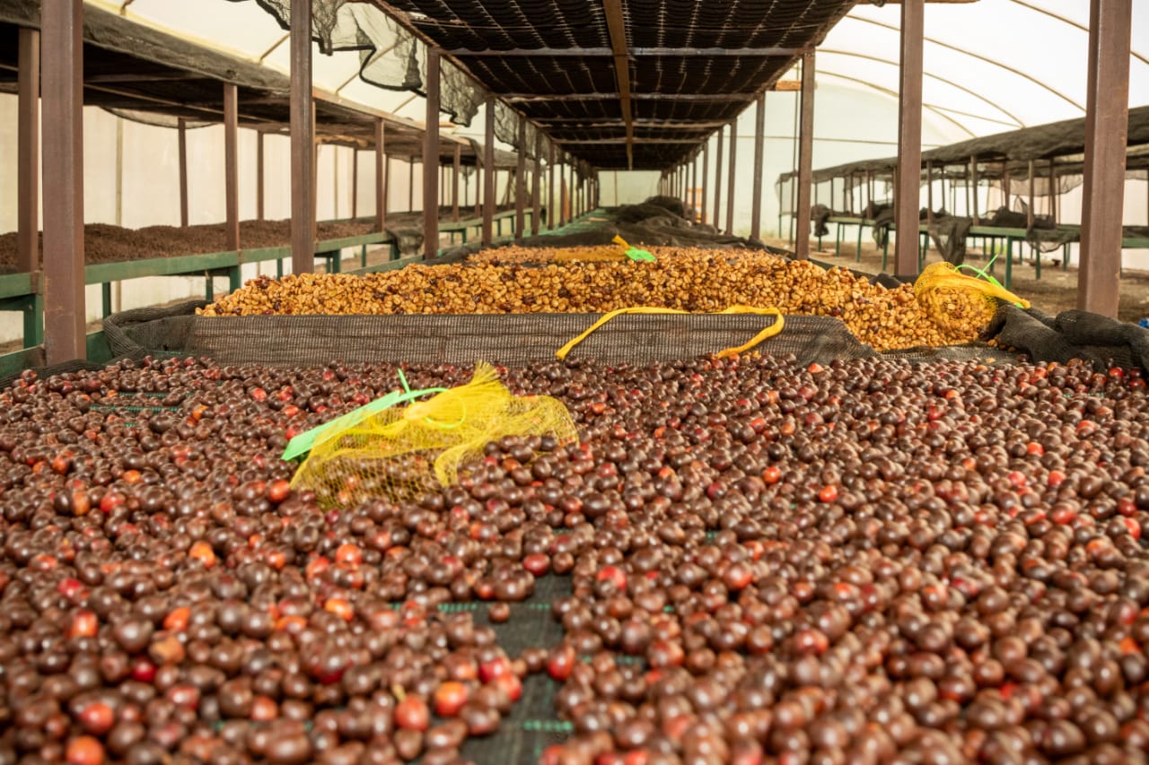 ケニア   カヒライニ アナエロビック ナチュラル【 浅煎り】