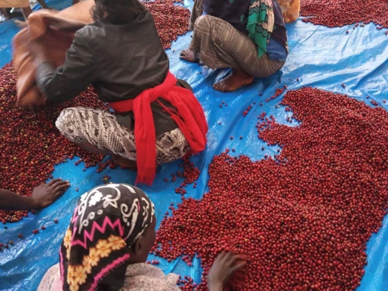 エチオピア チェルベサ ナチュラル【 中深煎り】