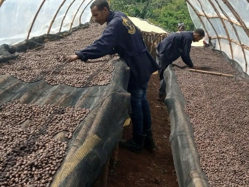 エチオピア チェルベサ ナチュラル【 中深煎り】