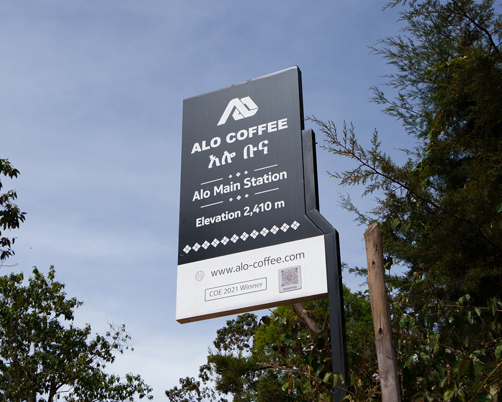 タミル・タデッセ ALO ホワイトハニー 【 浅煎り】