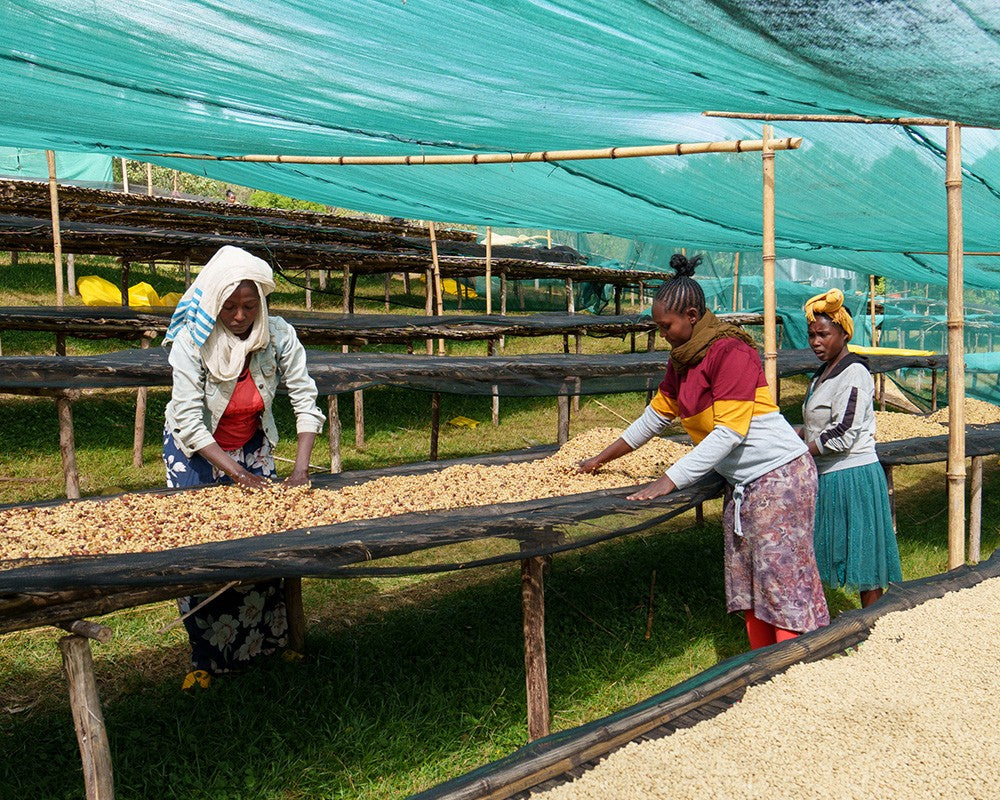 タミル・タデッセ ALO ホワイトハニー 【 浅煎り】