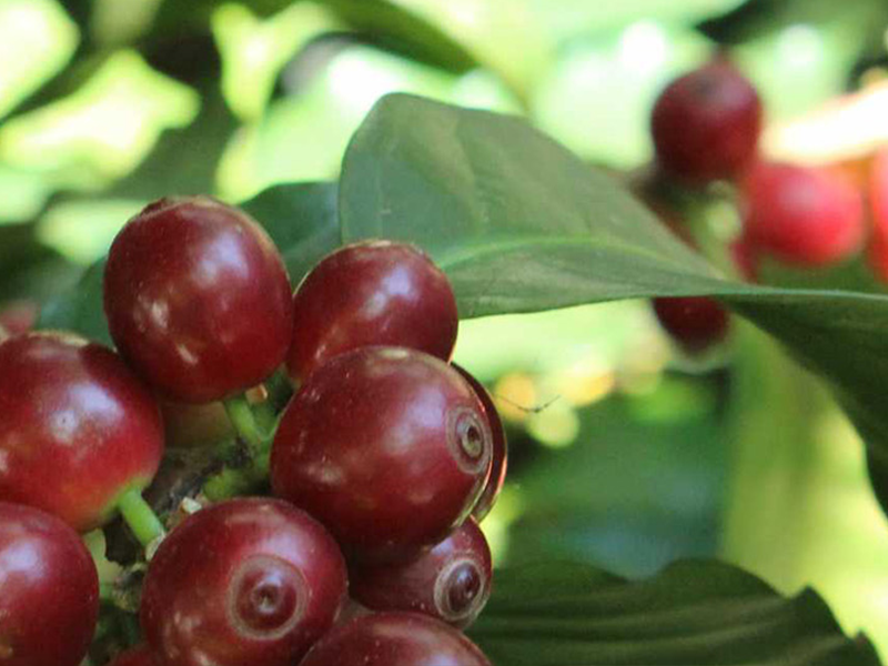 エチオピア チェルベサ ナチュラル【 中深煎り】